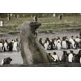 thumbnail image 2 of Grall, Don 32x23 White Modern Wood Framed Museum Art Print Titled - Antarctica, Aggressive Southern Elephant Seal, 2 of 4