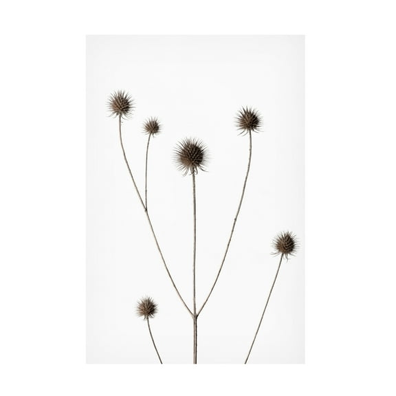 Trademark Fine Art Pictufy Studio Thistle Grey 11 Canvas Wall Art