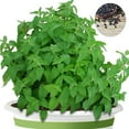 thumbnail image 4 of 260 Seeds| Catnip Seeds - Authentic Seeds ~ GMO Free ~ Seeds~Flower seeds~ Vegetable seeds~ Asian Garden~ Flowers~ Herbs B5G1 #7006, 4 of 5