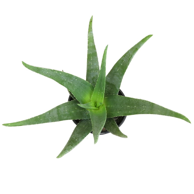 Altman Plants 20 inch Live Aloe Vera Plant in 1 Gal. Grower Pot Easy Care Large Succulent