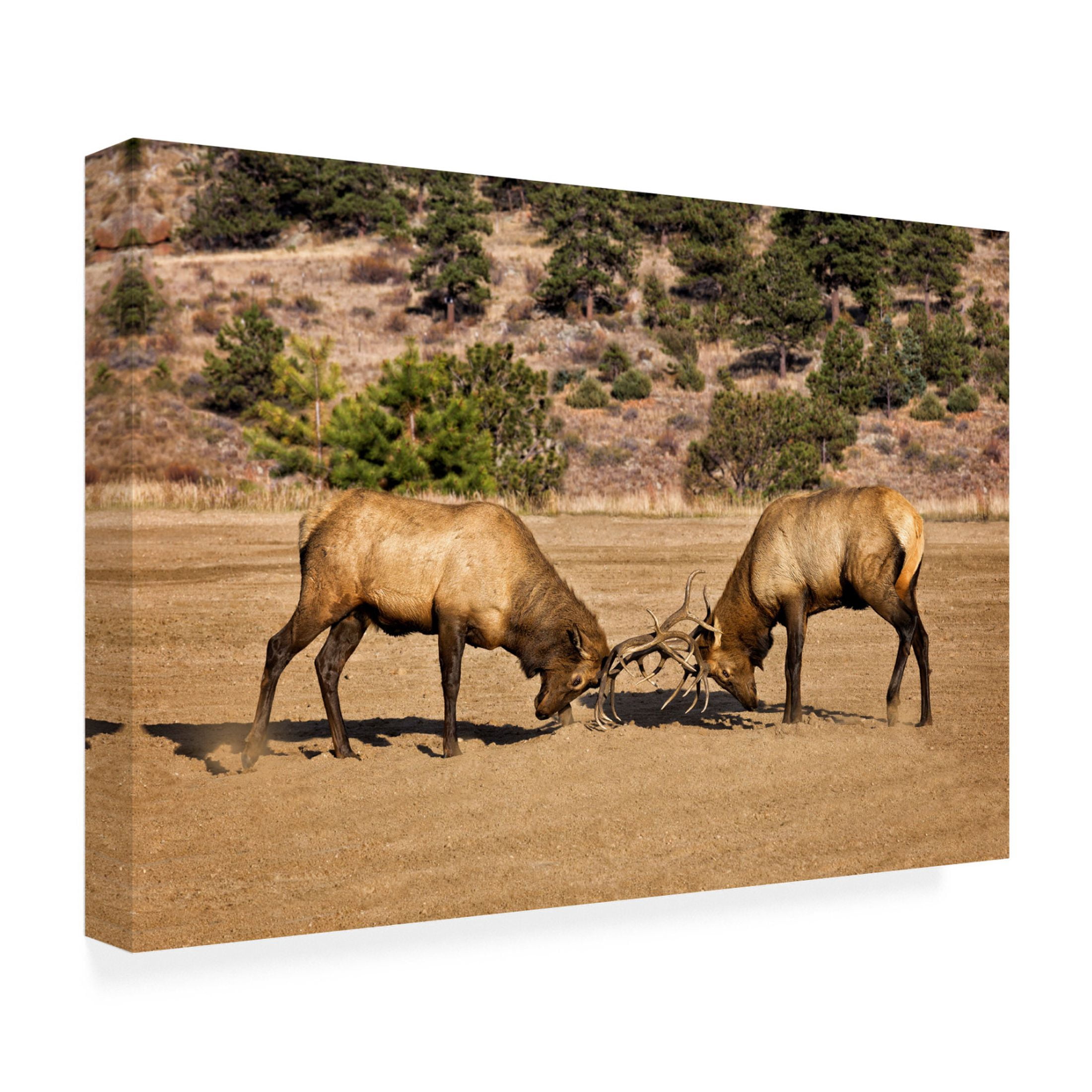 Trademark Fine Art David Drost Two Elks I Canvas Wall Art