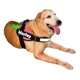 thumbnail image 3 of Arnes Para Perros Razas Grandes Personalizados Uso Rudo, 3 of 4