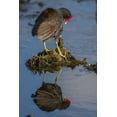 thumbnail image 2 of Illg, Cathy and Gordon 23x32 Black Ornate Wood Framed with Double Matting Museum Art Print Titled - FL, Green Cay Common moorhen reflects in water, 2 of 4
