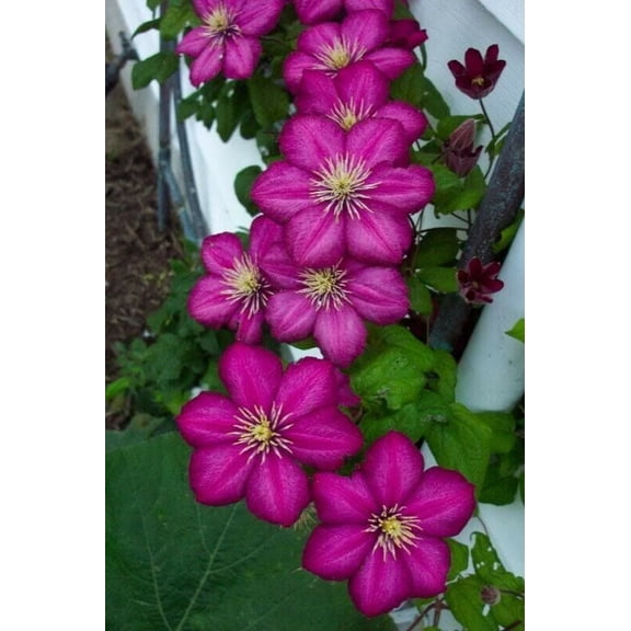 25 Magenta Clematis Seeds – Climbing Perennial Vine Flower – Trellis Pergola Garden Plant