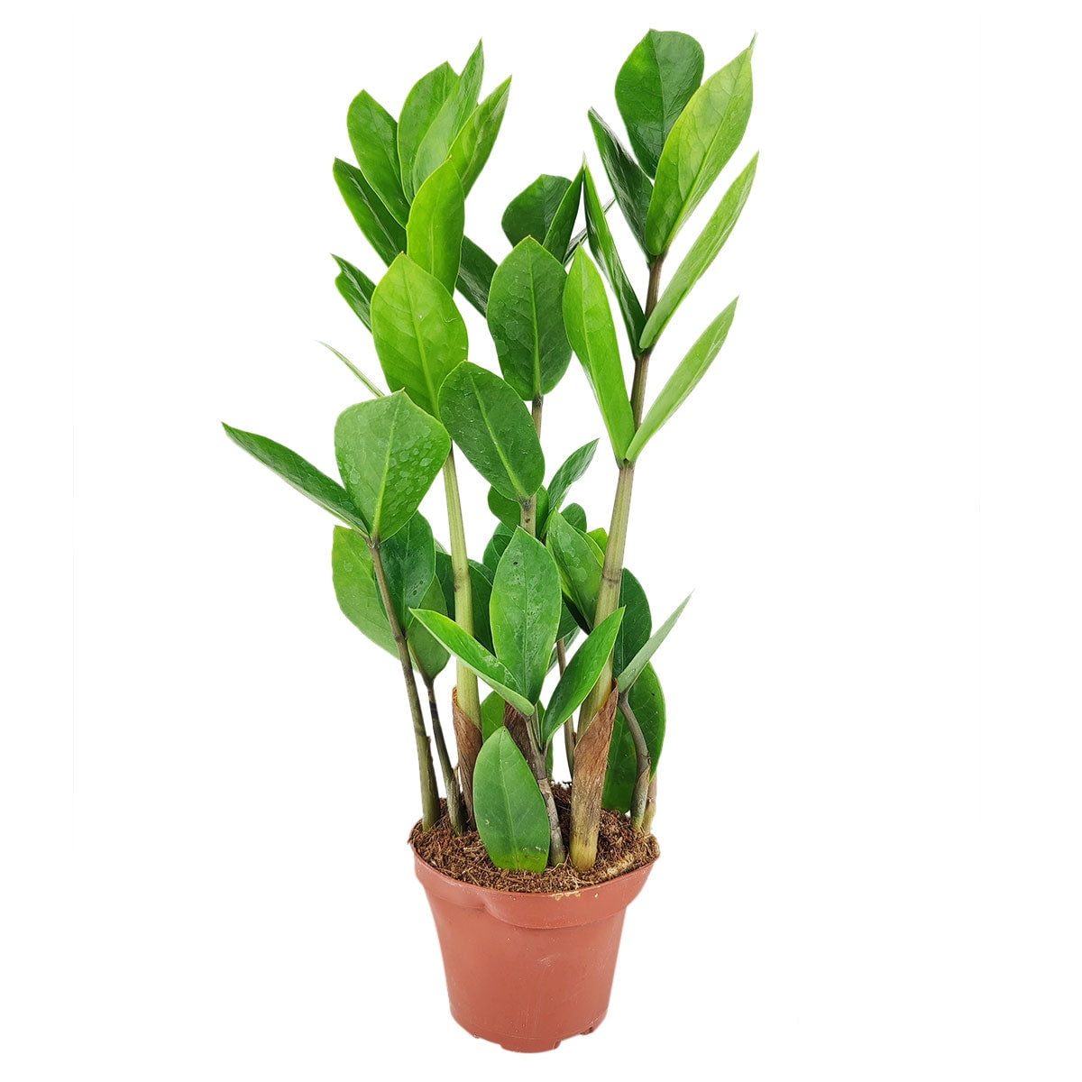 ZZ Plant Zamioculcas Zamiifolia (6" + Plastic Pot) Air Purifying