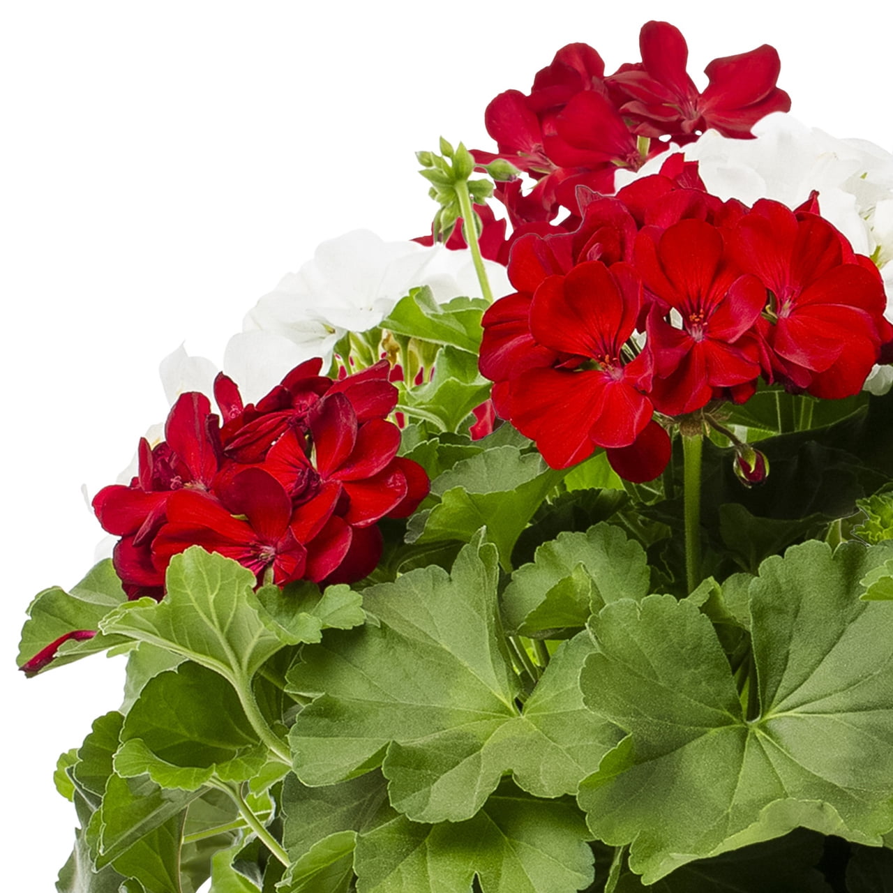 Expert Gardener 1.25gal Red White Geranium Live Annual Plant Decorative Bowl Sun