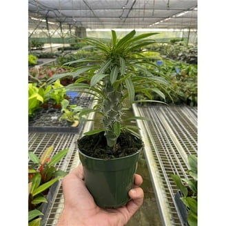 Costa Farms Better Homes & Gardens Live Indoor Green Majesty Palm