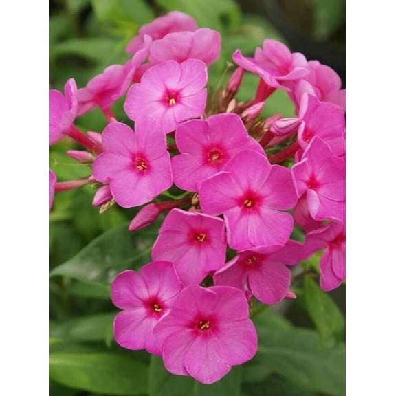 50 Flame Phlox Seeds Flower Perennial Seed Flowers Butterfly Perennial Flower Garden Seed Flowers Seed Flower