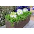thumbnail image 4 of SuperMoss 25325) ( Mousse de Forêt Préservée, Vert Frais, 3 Lb, 4 of 5