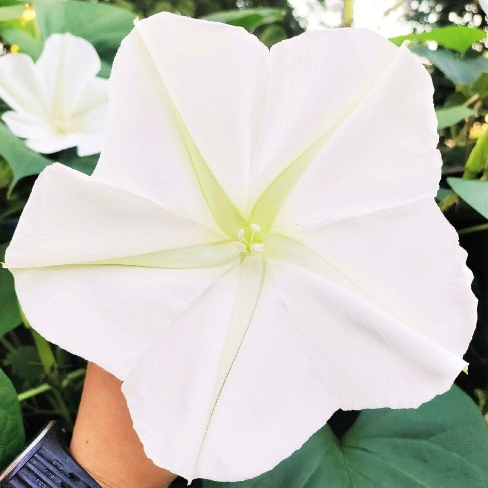 TomorrowSeeds Moonflower Seeds 90+ Count Packet Ipomoea Alba Moon