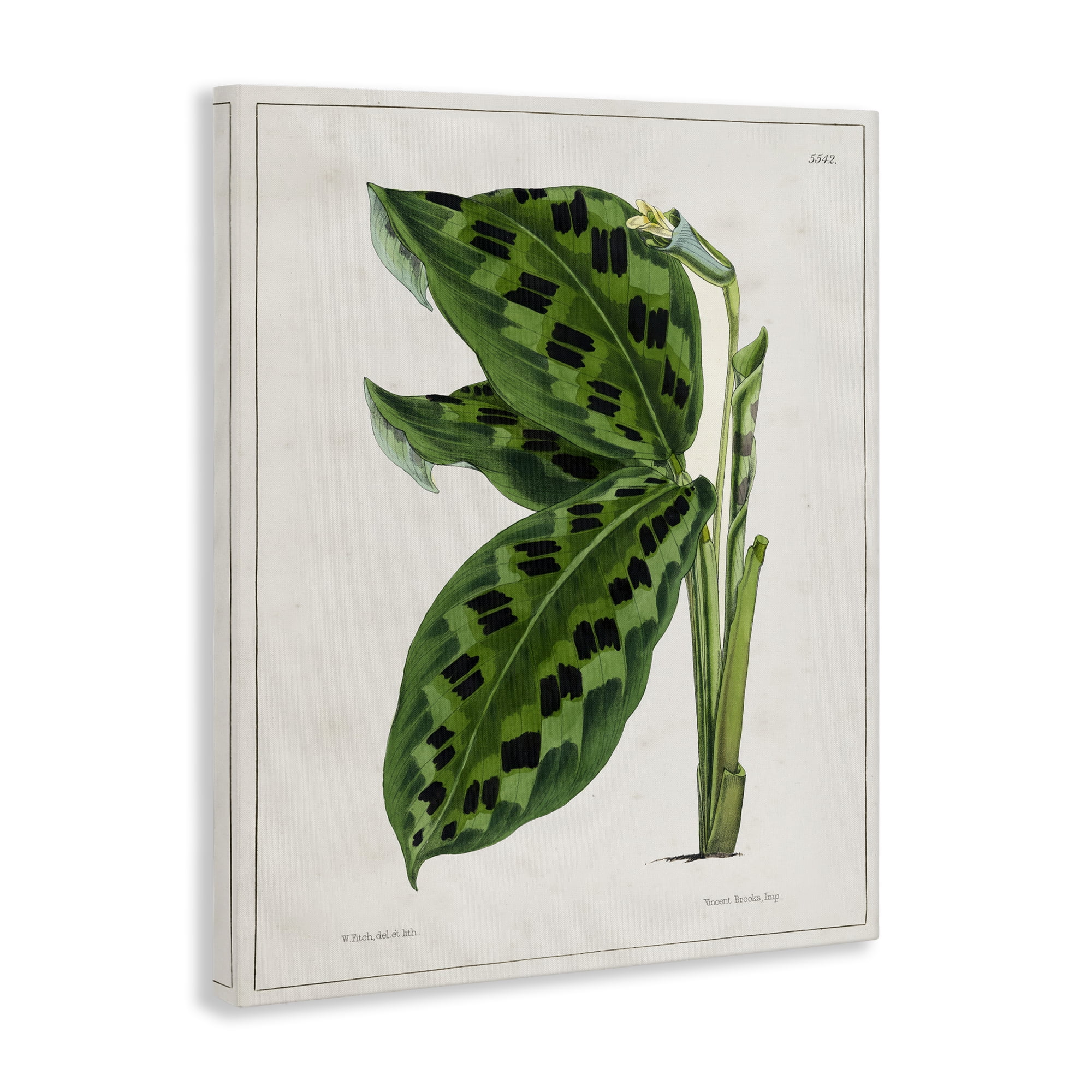 Stupell Industries Lush Plant Leaf Study Plants & Flowers Painting Wrapped Canvas Art Print Wall Art, 30 x 40