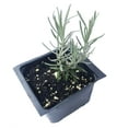 thumbnail image 2 of Curry Plant (Helichrysum italicum) 2.5 inch Pot, 2 of 5