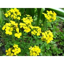 Seedville 500 Siberian Wallflower Flower Seeds