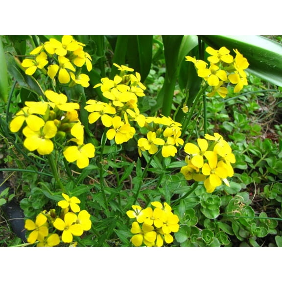 Seedville 500 Siberian Wallflower Flower Seeds