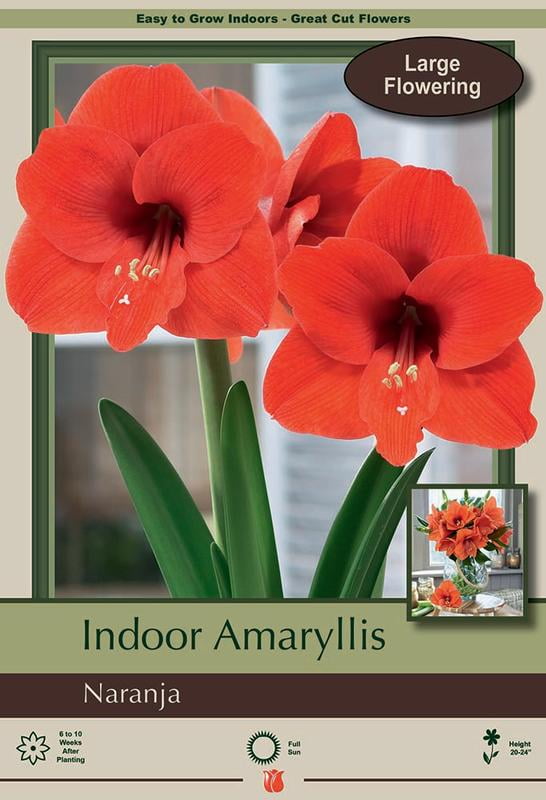 Naranja Amaryllis Bulb - Large Flowering - 34/+ cm Bulb 