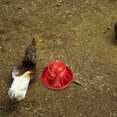 thumbnail image 1 of OULII 3 Pcs Fontaines d'Eau pour Volaille Rouges en PP Rechargeables Automatiques pour Oiseaux 21x14 cm, 1 of 8