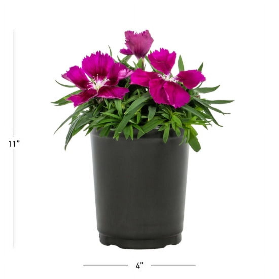 Expert Gardener 1PT Purple Dianthus Live Annual Plant Sun 6-Pack