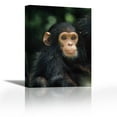 thumbnail image 1 of Chimpanzee baby portrait, Gombe Stream National Park, Tanzania - Contemporary Fine Art Giclee on Canvas Gallery Wrap - wall décor - Art painting - 24 x 33 Inch - Ready to Hang, 1 of 2