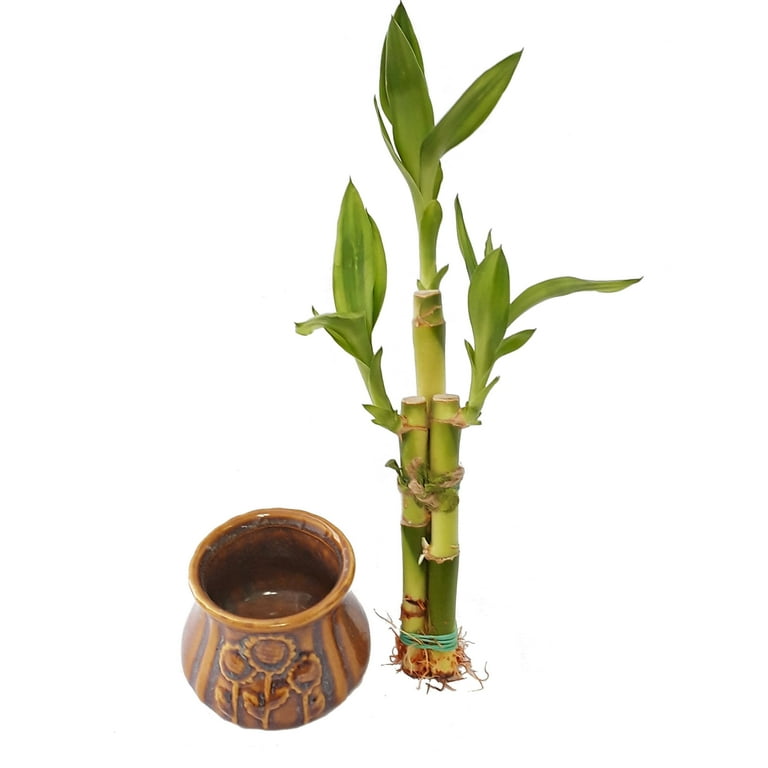 Bamboo Plants In Water Vases