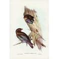 thumbnail image 2 of Gould, John 13x18 White Modern Wood Framed Museum Art Print Titled - Australian Roller-Eurystomus Australis, 2 of 4