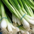 thumbnail image 1 of 500 SOUTHPORT White Globe BUNCHING ONION Allium Cepa Vegetable Seeds, 1 of 2