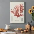 thumbnail image 7 of Vintage Coral Study IV Premium Gallery Wrapped Canvas - Ready to Hang, 7 of 7
