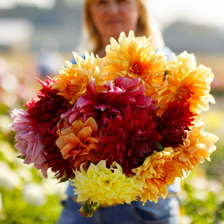 

Dahlia Bulbs - AA Giant Bloom Mix - 5 Bulbs - Mixed Flower Bulbs Tuber Attracts Bees Attracts Butterflies Attracts Pollinators Easy to Grow & Maintain Fast Growing Cut Flower Garden