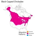 thumbnail image 2 of Peluche de peluche Wild Republic Audubon Birds Chickadee Wild Republic WILD REPUBLIC, 2 of 2