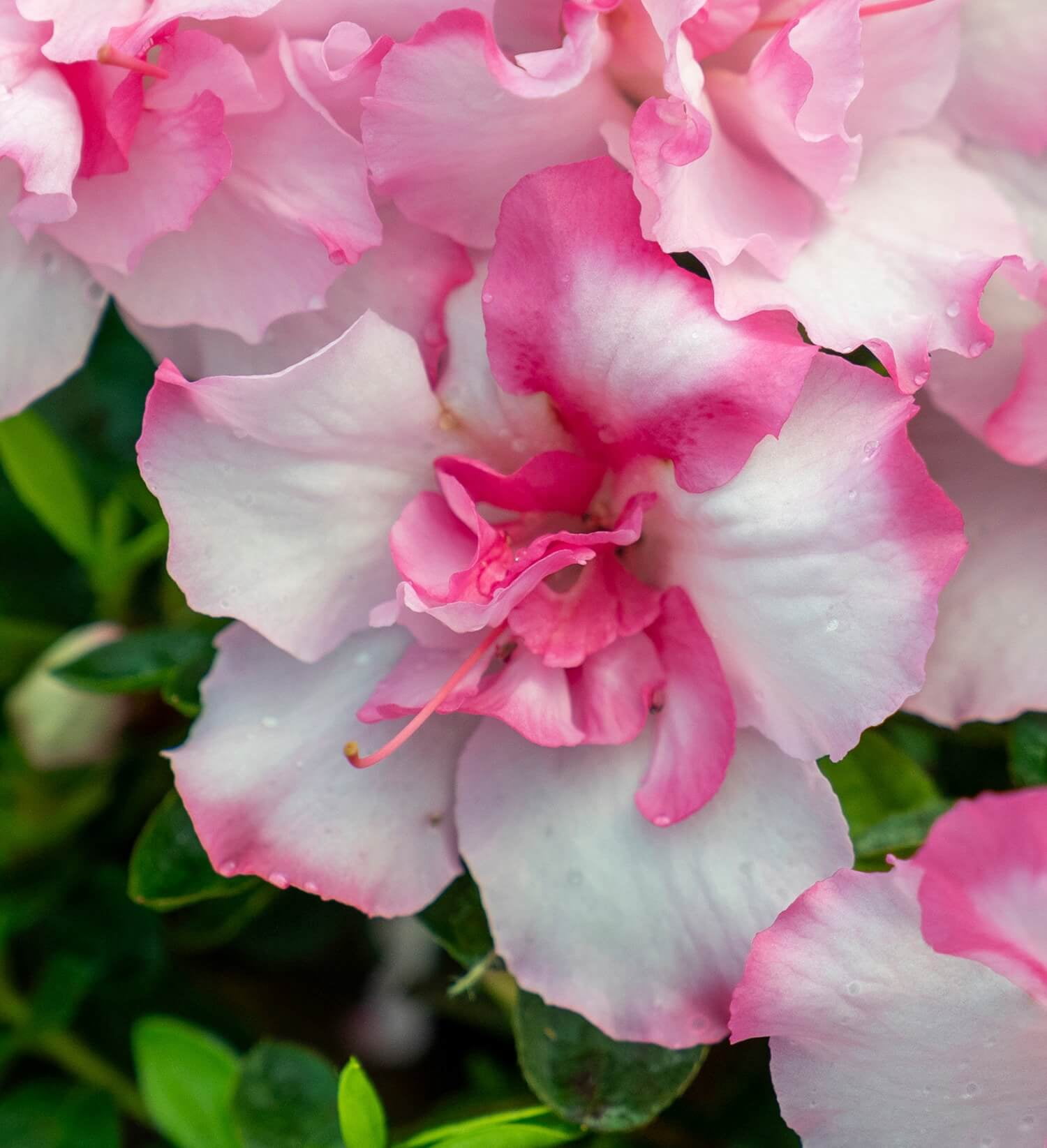 Encore Azalea Autumn Kiss (1 Gallon) Two-Tone Pink Flowering Shrub - Full Sun Live Outdoor Plant