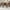 White, variant on Blotout 71" Modern Farmhouse Dining Table for 6-8 Person, Rectangular Wood Dining Table with Adjustable Feet, Kitchen Table for Dining Room, Gathering, Kitchen (Brown)