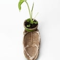 thumbnail image 4 of Creative Skull Shaped Succulent Cactus Flower Pot Container Beautiful Desktop Resin Plant Pot Planter, 4 of 6