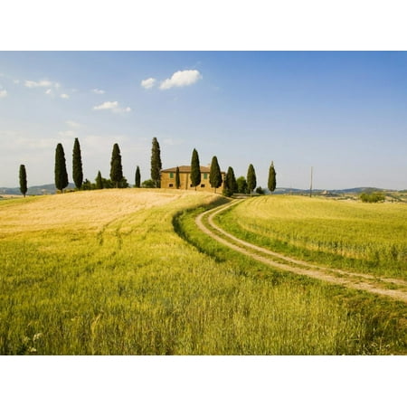 Harvest By Terry - Tuscan Villa Nearing Harvest, Tuscany, Italy Print Wall Art By Terry Eggers