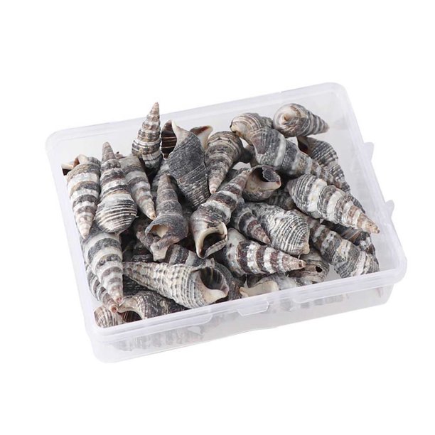 Qisuw Natural Conch Shell Mini Conch Corn Screw Wall Decor Aquarium Landscape Seashell Walmart Com Walmart Com