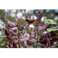 thumbnail image 4 of Plant Good Seed Organic Ruby Moon Hyacinth Bean Seed for Planting: Purple Pods, Flower Vine - 12 Seed Packet, 4 of 5