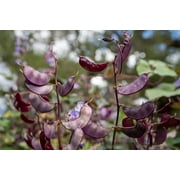Plant Good Seed Organic Ruby Moon Hyacinth Bean Seed for Planting: Purple Pods, Flower Vine - 12 Seed Packet