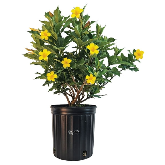 Nature's Way Farms Allamanda Bush Outdoor Live Plant (25-30 in. Tall) in Grower Pot May Ship Without Flowers