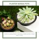 thumbnail image 3 of 6 macetas de plástico con fondo hueco para plantas suculentas., 3 of 6