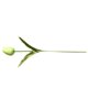 thumbnail image 2 of Bearachild Mini flor artificial, lirio único, tulipán, flor monarca, flor falsa de PU, decoración para el hogar y la Oficina, decoración para Flores artificiales verde Bearachild HA6563-09B, 2 of 6