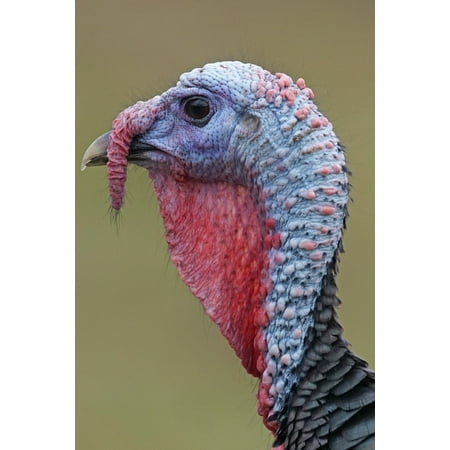 - Peel-n-Stick Poster of Species Animals Mixed Forest Wild Turkey Poster 24x16 Adhesive Sticker Poster Print