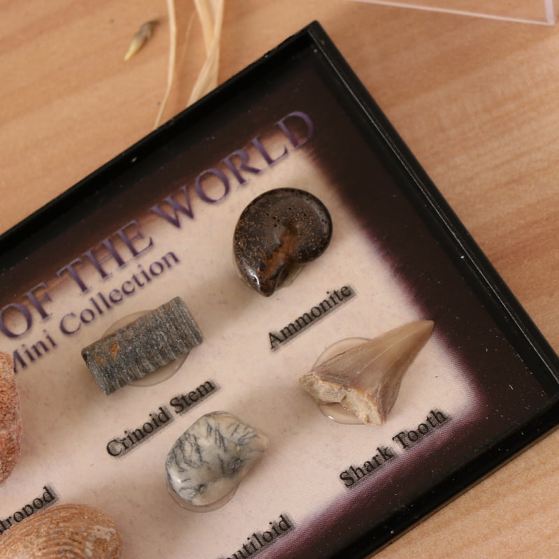 Contains 6 Different Sea Animals Real Marine Animal Fossils Collection Biology Specimens Science Kit Ornament