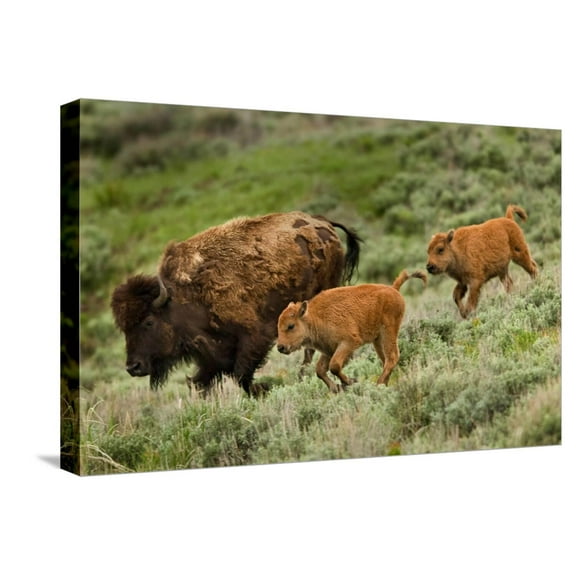 Art.com Bison and Calves Running Stretched Canvas Print Wall Art by Lantern Press, 24" x 16"
