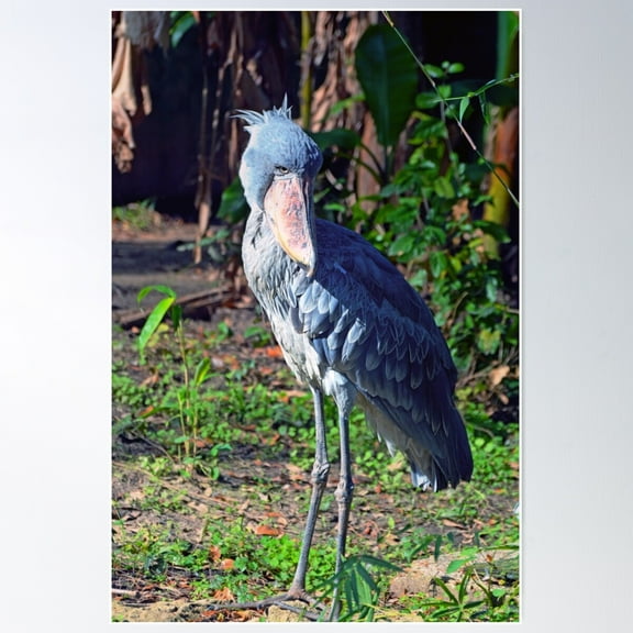 Shoebill Poster Wall Art, Modern Wall Decor For Living Room Bedroom, 8x12 UNFRAMED