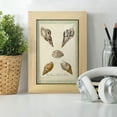 thumbnail image 6 of Bookplate Shells VIII - Framed Print w/glass - Natural Wood, 6 of 8