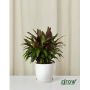 Bloomscape Live Potted Indoor 10in. Tall Furry Feather Calathea; Indirect Sunlight Plant in 6in. Grower Pot