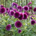 thumbnail image 5 of Thomas Edison Dinnerplate Dahlia Flower Bulbs - HUGE Blooms up to 10" WIDE - Deer Resistant - Good as Cut Flowers - Grows Well In Containers - Easy to Grow Live Plants - Outdoor Garden, 5 of 8
