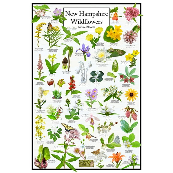 New Hampshire Wildflowers – Natives Blooms Poster – New Hampshire Flower Identification Chart