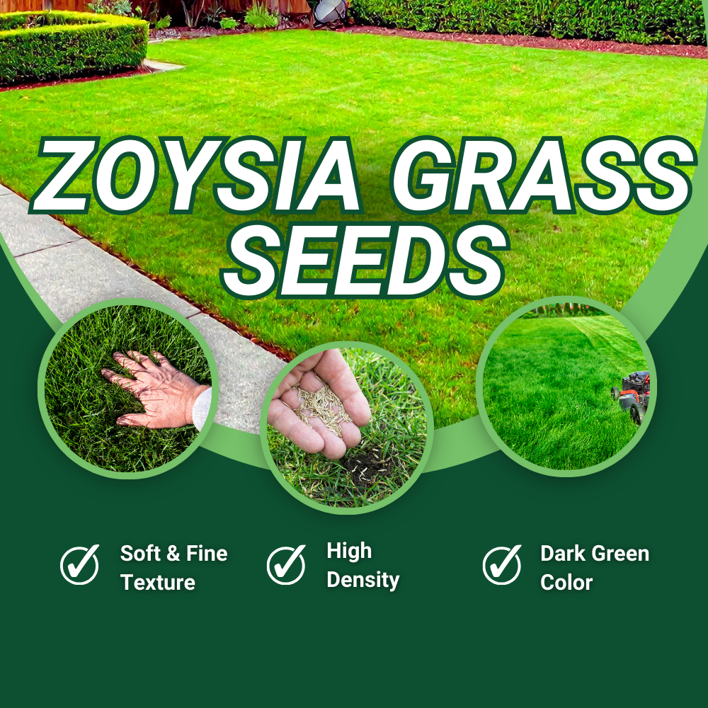 40000 Emerald Zoysia Grass Seed, Zoysia Emerald Grass Seeds for Lawn, Soft Texture and Drought Tolerant Grass Seed