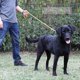 thumbnail image 5 of Reflective Dog Lead Slip Roap Pets Leash For Small, Medium, Large And Extra Heavy Dogs And Cats, 5 of 5