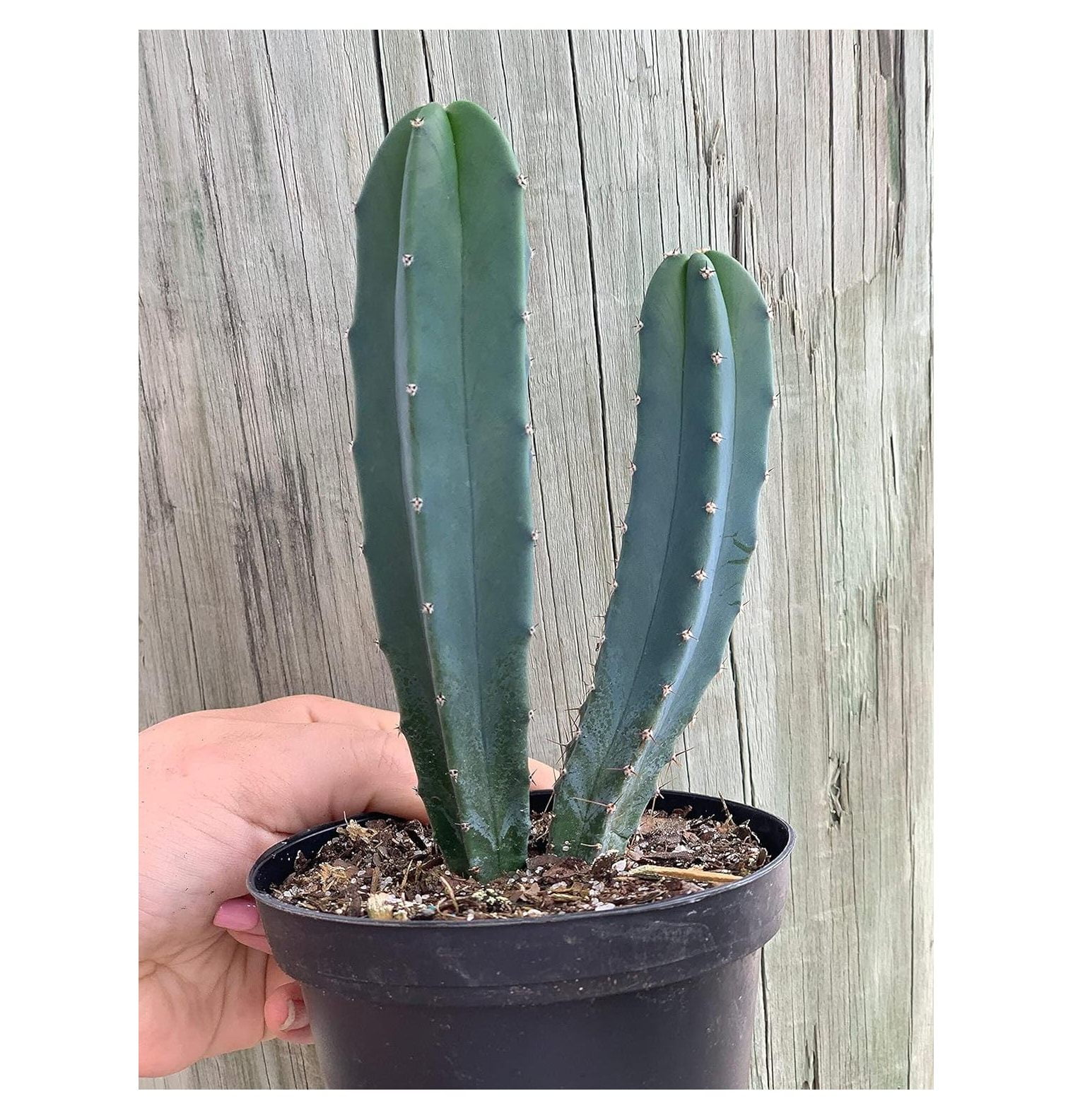 Blue Myrtle Cactus Myrtillocactus Geometrizans Blue Candle Stick