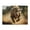 500 Pieces, variant on Raging Bull Charge Wild 1000-Piece Wooden Jigsaw Puzzle for Adults, Fun & Challenging Family Brain-Teaser, Perfect Home Decor & Gift